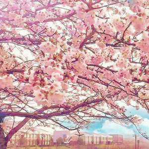 阿布夏树主演的电影在线观看
